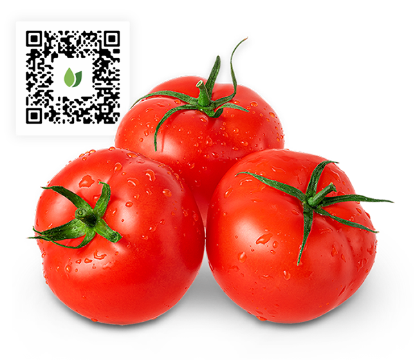 Tomato2-web